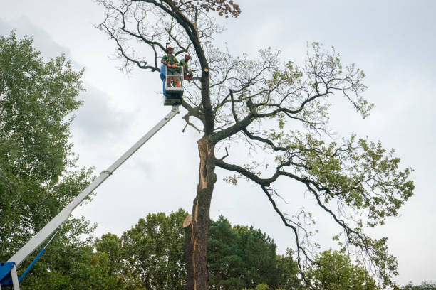 Tree Health Inspection in Vidalia, GA